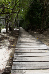Wooden footbridge in the mangrove forest, Seychelles