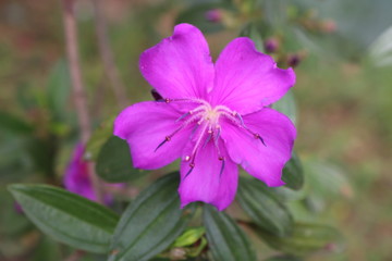 purple flower in garden