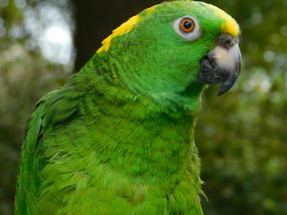 Yellow Nape Amazon