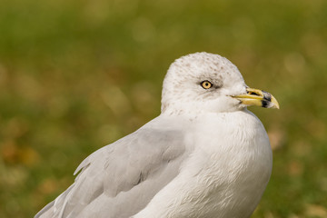 gull on grass