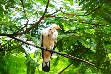 Beautiful tropical bird on a green tropical forest background