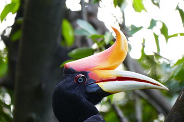 Beautiful tropical bird on a green tropical forest background