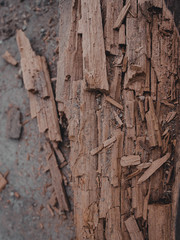 MADERA EN DESCOMPOSICIÓN