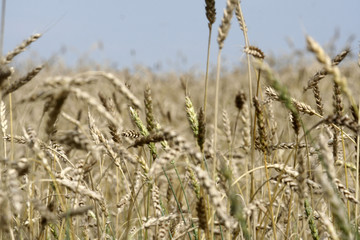 Field of golden wheat