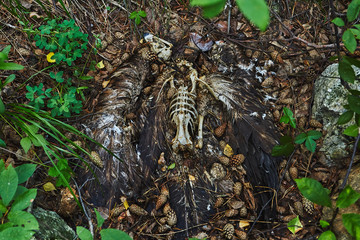 Eagle body killed by poachers damage to nature rare species extermination concept