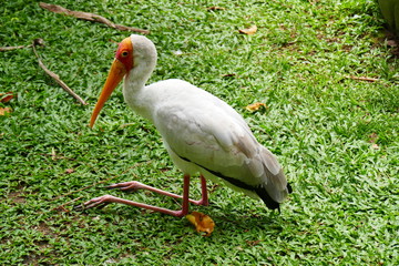 Beautiful tropical bird on a green tropical forest background