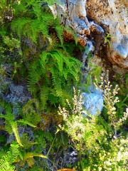 Charming blooming exotic tropical flowers on a nature background