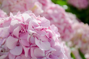 Flowers of pink hydrangea closeup
