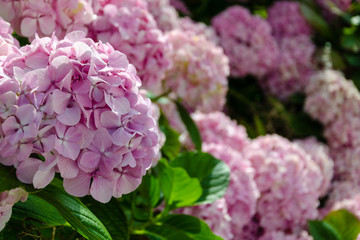 Selective focus of shrub of pink hydrangeas