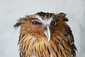 Beautiful tropical bird on a green tropical forest background