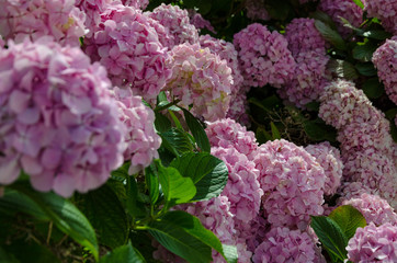 Colorful shrub of hydrangeas