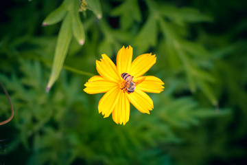 Bee on a flower