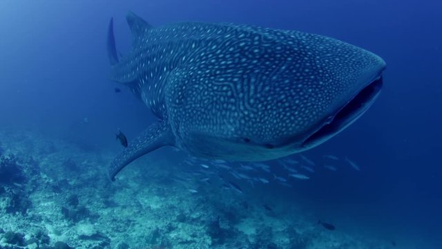 Whale Shark in  Blue Water in Open Ocean, Maldives, slow motion