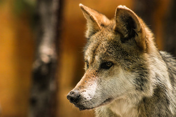 Lobo mexicano atento
