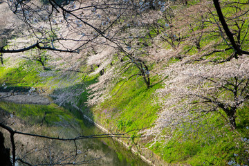 千鳥ヶ淵の桜