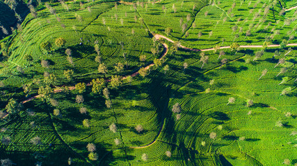 Aerial. Famous green tea plantation landscape view from Lipton's Seat, Haputale, Sri Lanka.
