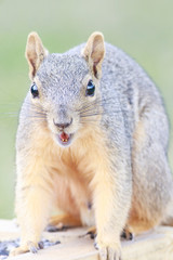 Obraz premium Fox squirrel eating feeds backyard feeder home outside