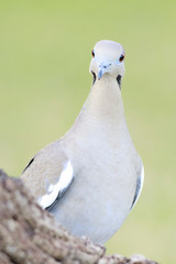 white winged dove backyard home outside feeder
