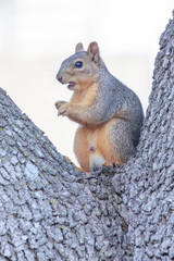 Fox squirrel eating feeds backyard feeder home outside