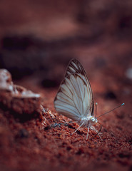 Obraz premium butterfly on the ground