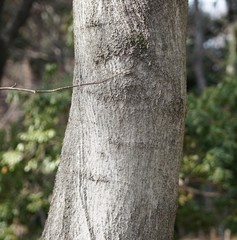 こぶしの樹皮　モクレン科