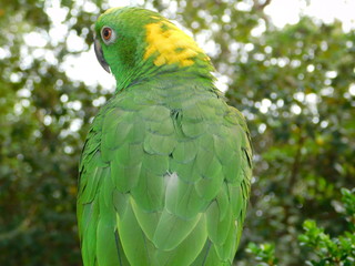 Yellow Nape Amazon