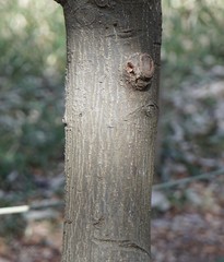 シキミの樹皮　シキミか