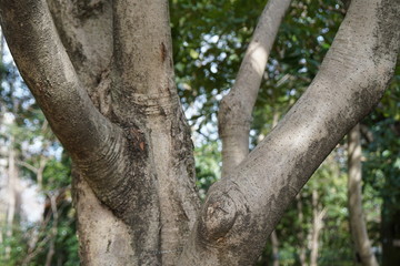 Fototapeta na wymiar カクレミノの樹皮