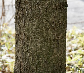 モミの木の樹皮