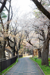 飯田橋　外濠公園