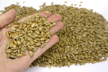 Female hand holding a pile of fried salted peeled sunflower seedes on white background