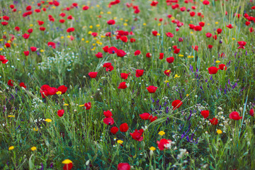 Poppy field in may