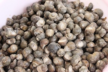 Fresh shellfish for cooking in the market