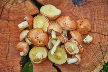 stack of fresh beautiful suillus muchrooms picked from forest