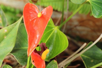Flamingo flower at beautiful in the nature