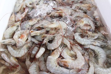 Fresh shrimp for cooking at street food