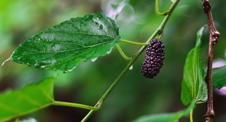 ripe mulberry 