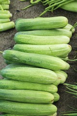 Fresh cucumbers for cooking in the market