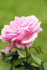 Beautiful roses is blooming in the garden