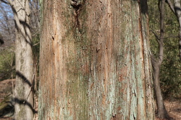 メタセコイアの樹皮