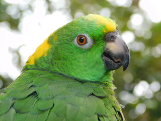 Yellow Nape Amazon