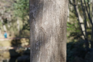 イロハモミジの樹皮