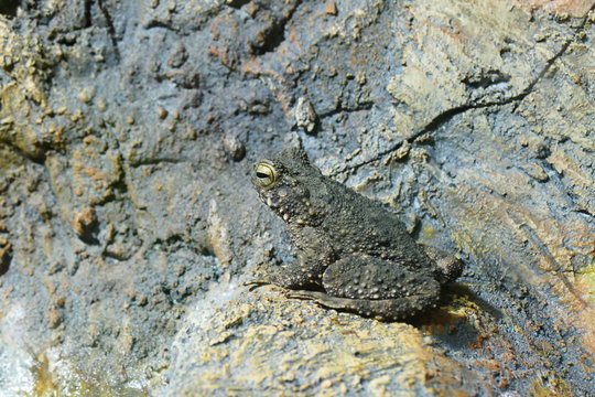 photo picture of a beautiful frog on the background of a living delightful nature