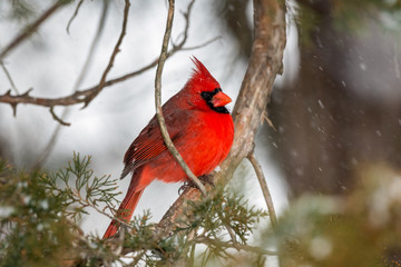 Male Northern Cardinal bird in the snow