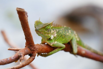 delightful beauty lizard on the background of wildlife