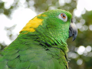 Yellow Nape Amazon