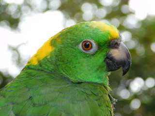 Yellow Nape Amazon