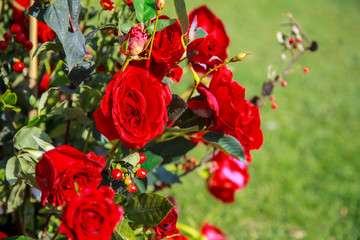 Wedding arch decorated with red roses and flower compositions of red flowers