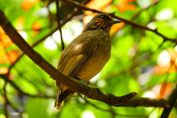 Beautiful tropical bird on a green tropical forest background
