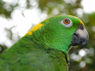 Yellow Nape Amazon